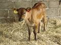 Calf - not smelly honest